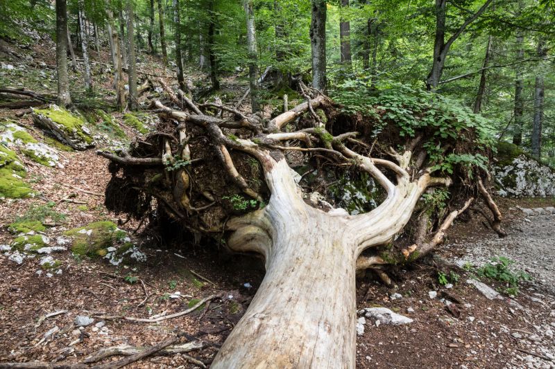 Undergrowth Removal in Atlanta, GA